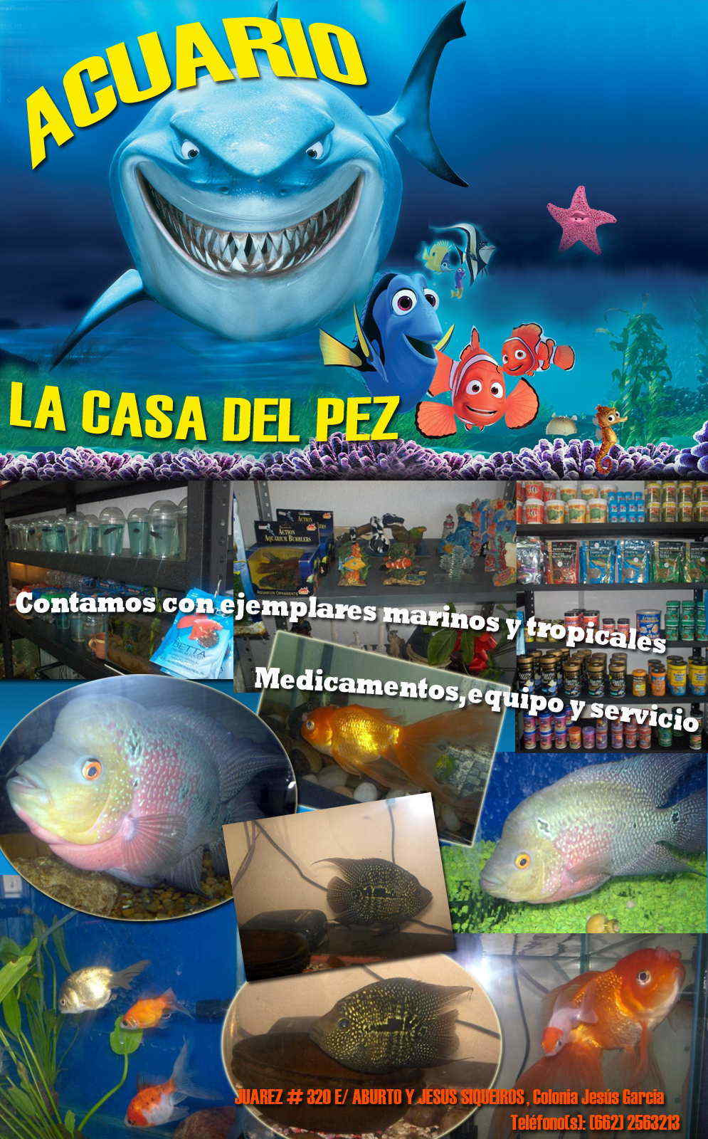 ACUARIO LA CASA DEL PEZ